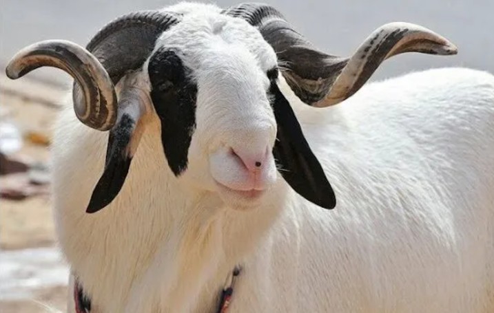 Balami & Uda Rams