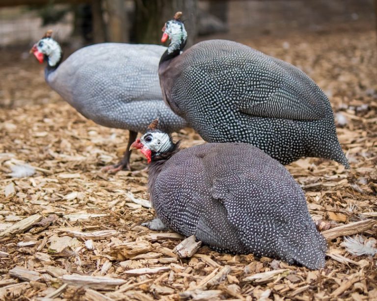 Belgian Guinea Fowls