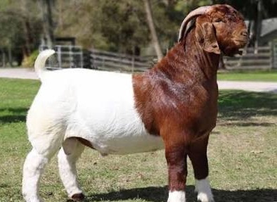 Boer Goats
