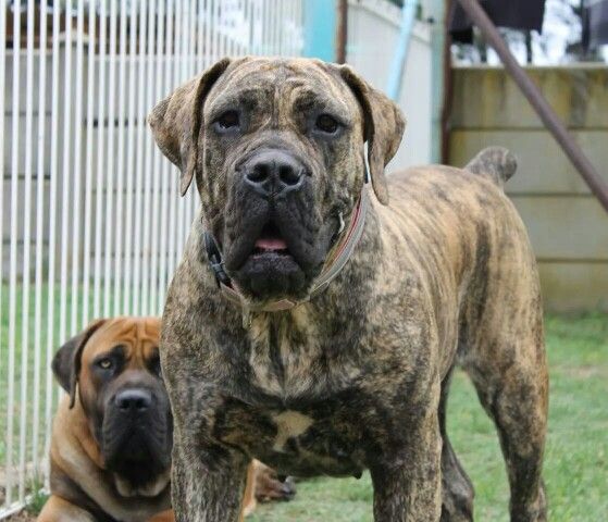 Pedigree Boerboel Dogs