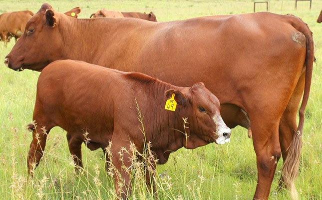 Cattle (Bonsmara/Holstein)