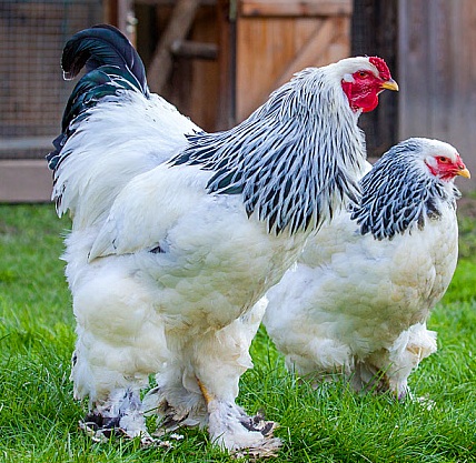 Brahma Chickens
