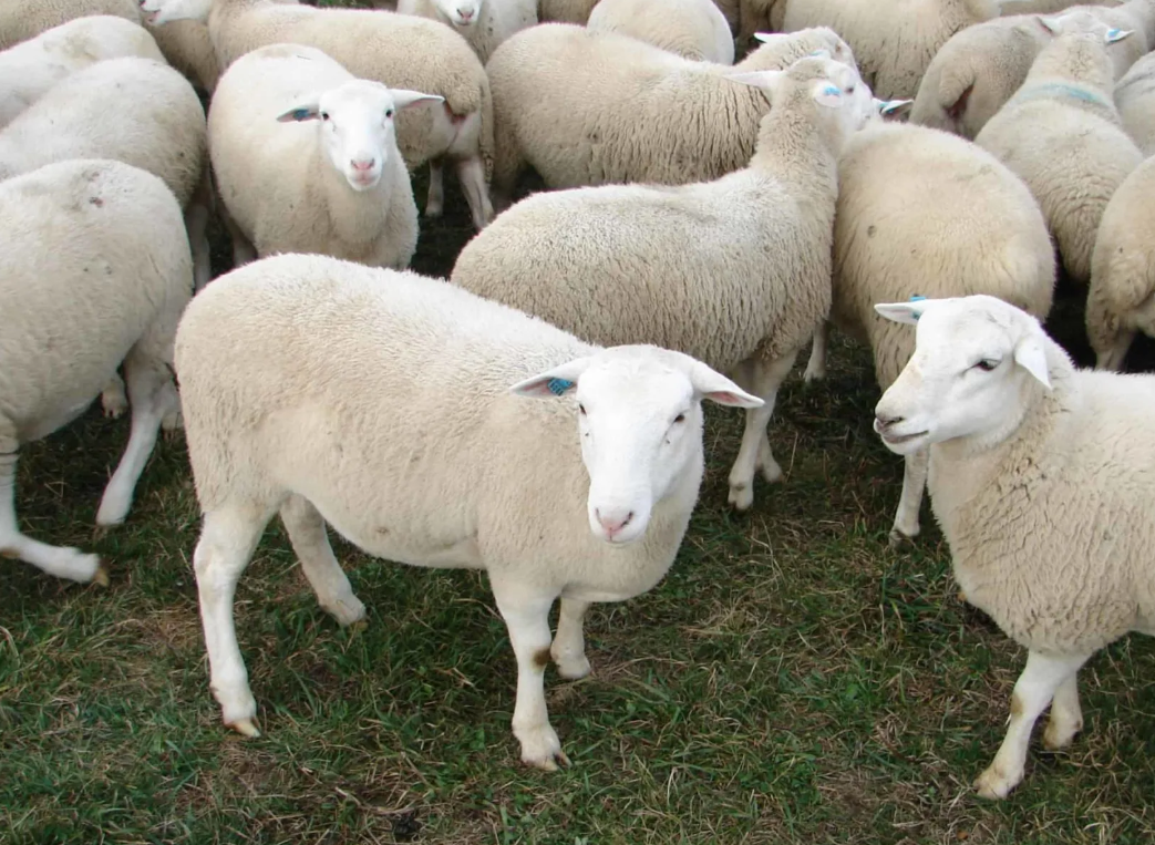 Dorper Sheeps & Rams