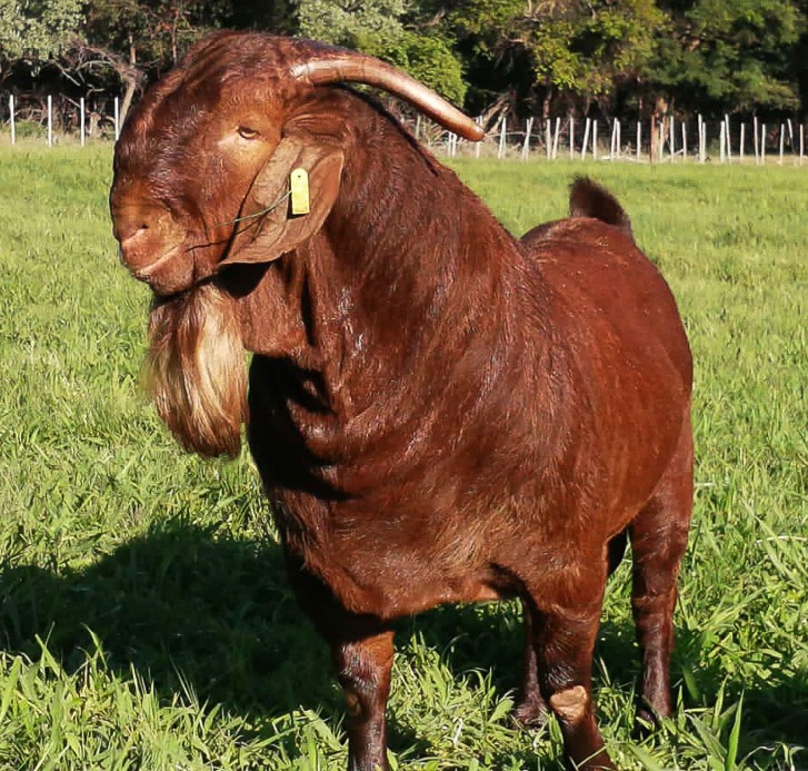 Kalahari Red
