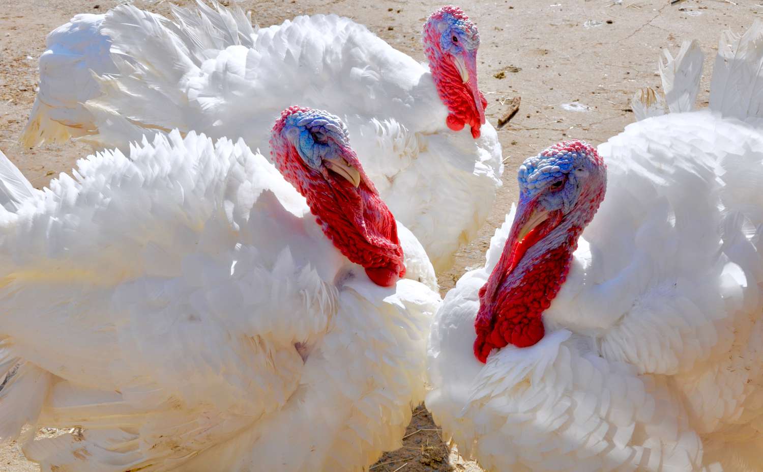 Imported Turkey